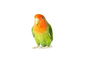 Liebesvogel