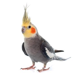 Valk parkiet