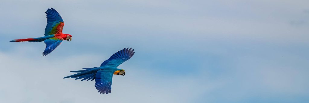 fliegende Papageien am Himmel
