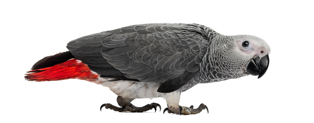 Een roodstaar vogel